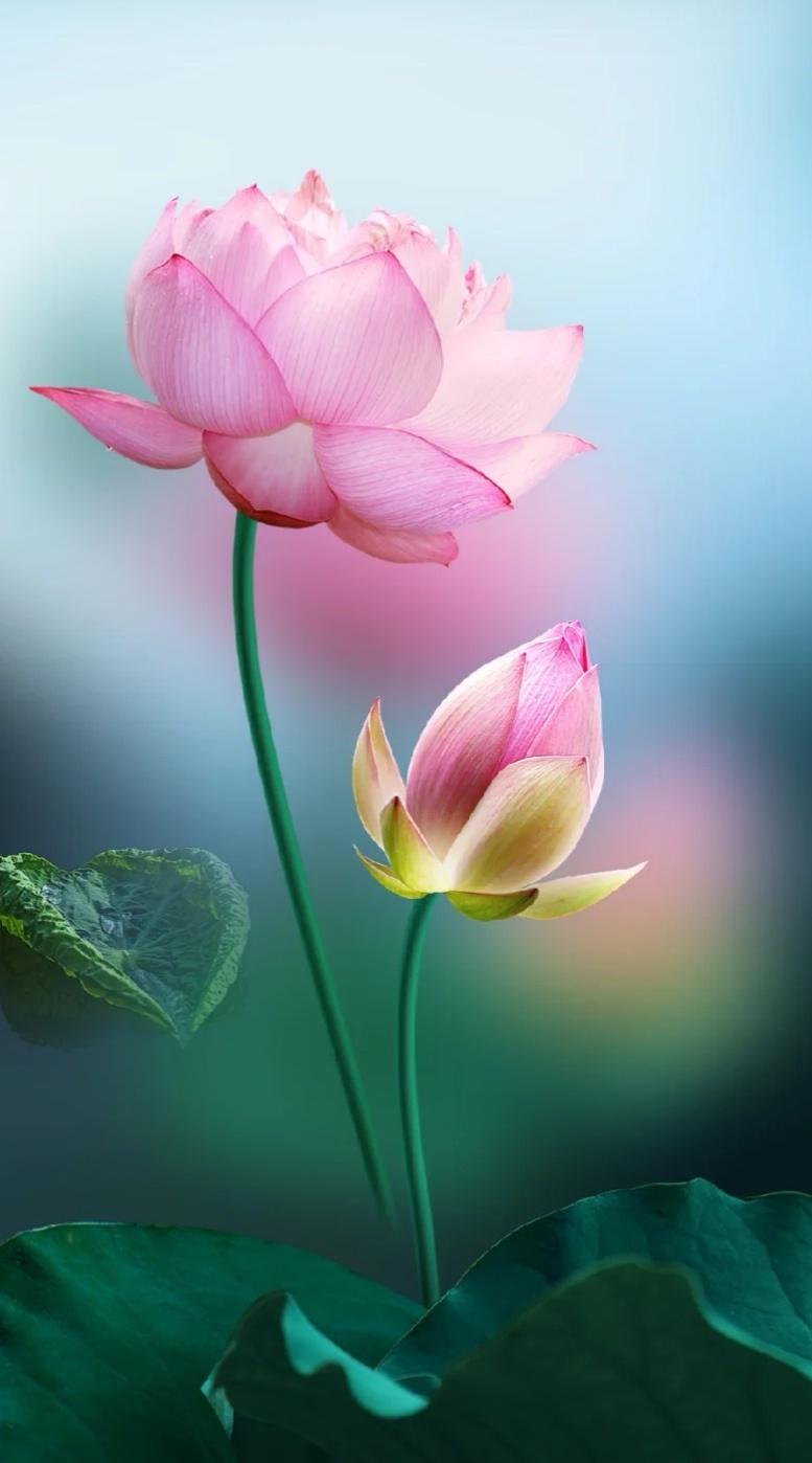 壁纸|荷花,婉约淡雅,安静从容,不浓不淡,静默无言,美得惊心