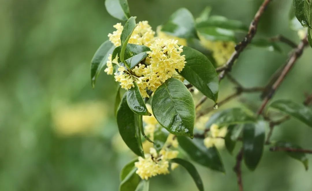 隔着屏幕都能闻到香味！金山这个超大的桂花园又迎来高光时刻