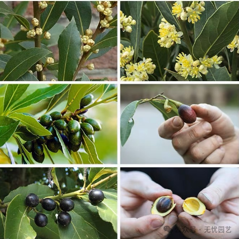 诗人的桂冠独特的香料植物—地中海月桂