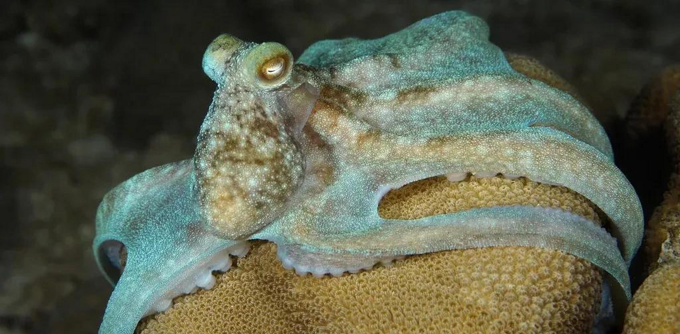 科学家首次读取章鱼的大脑,发现了惊人的秘密  章鱼是一种非常聪明的