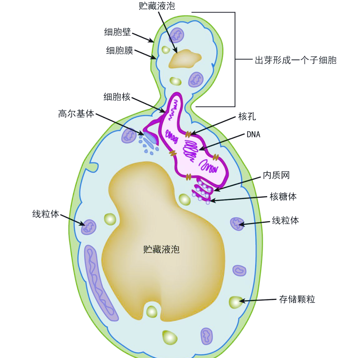 在幼龄细胞中,液泡通常较小,而在老龄细胞中,中央