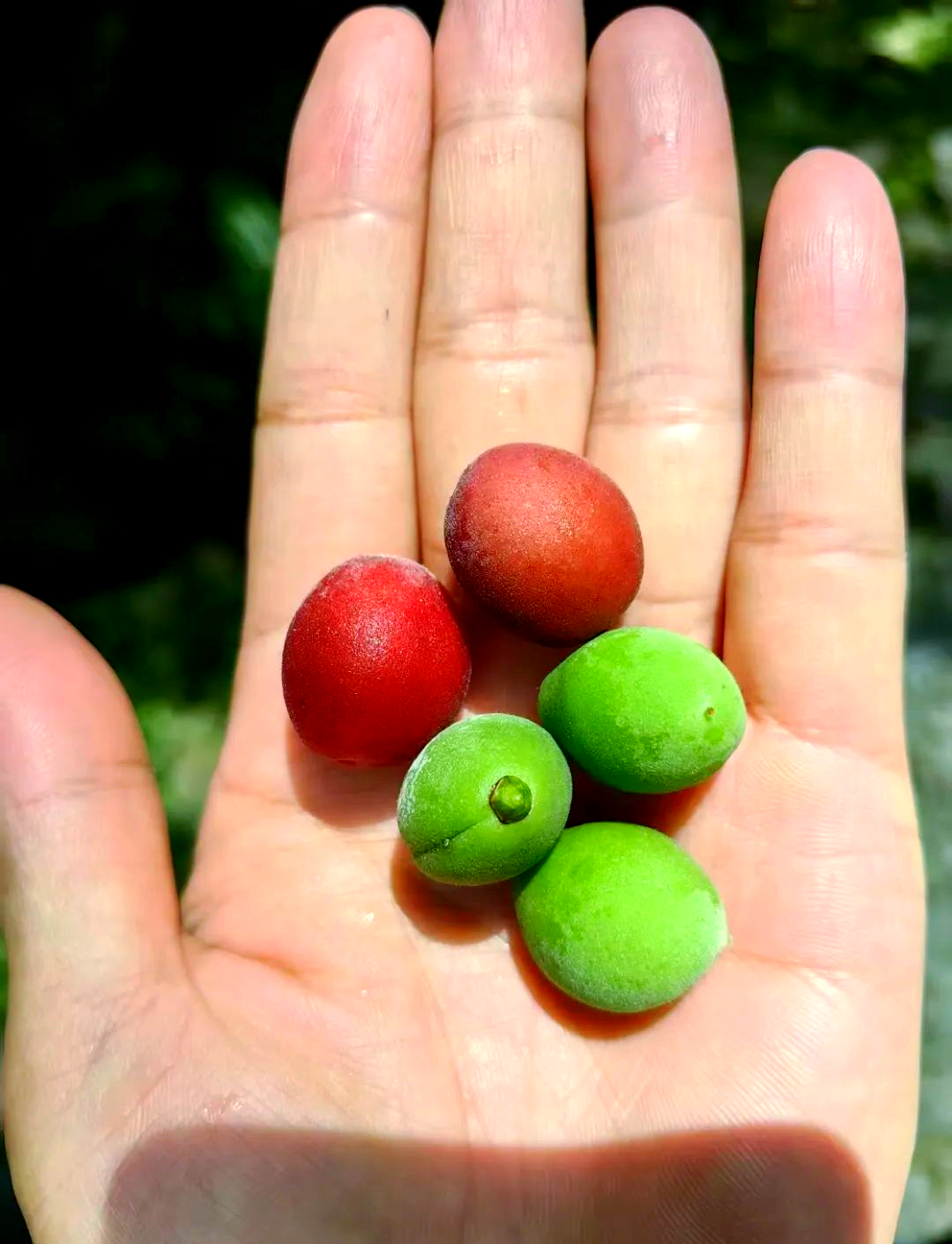 杭州梅花盛宴:这些品种你都认得吗