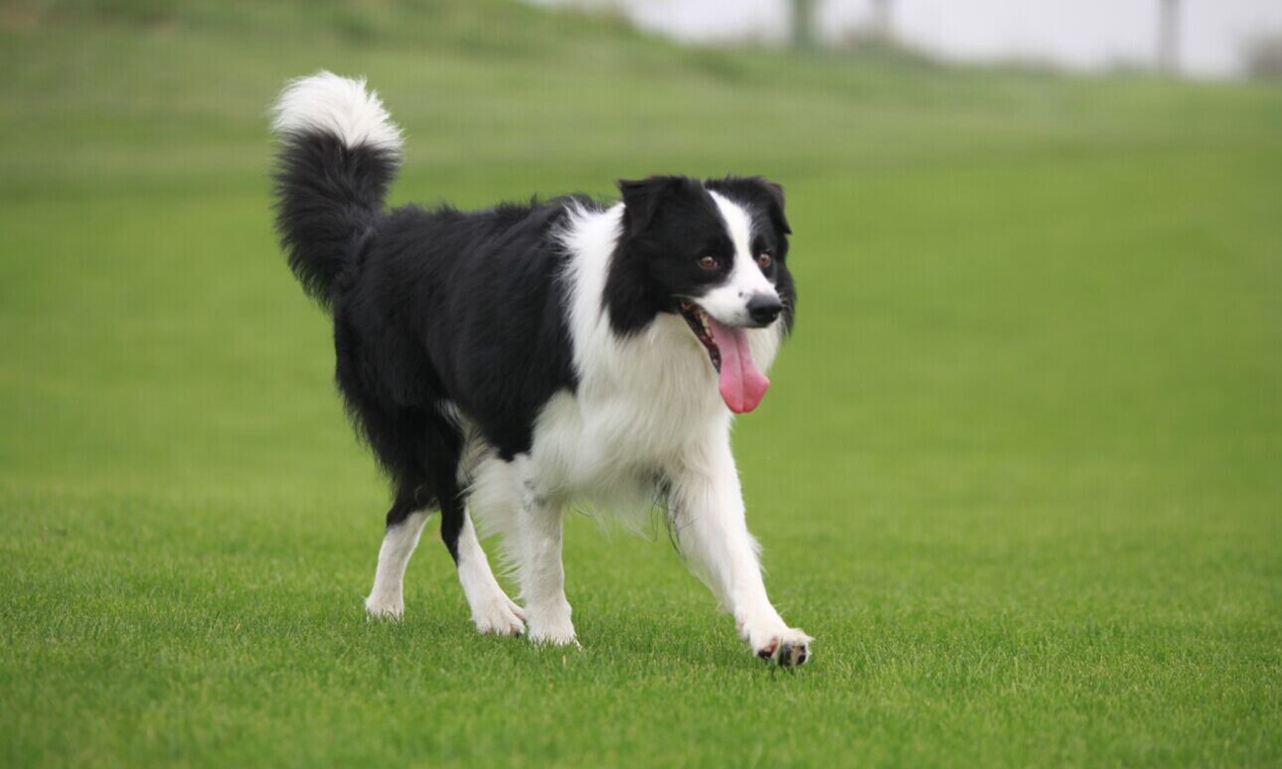 边牧可以剃毛吗?边牧的寿命一般是多长?