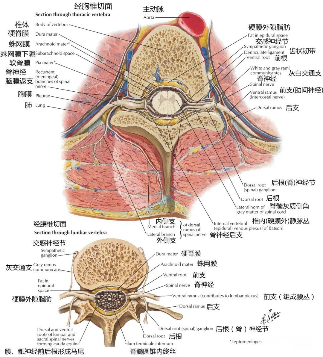 「图谱」脊神经,脊髓,脊柱高清解剖图集