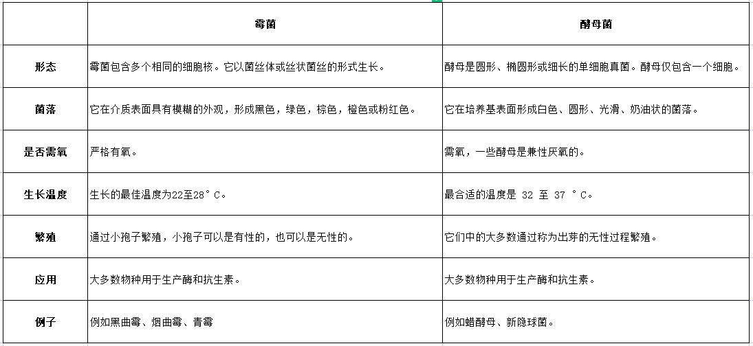 霉菌和酵母菌的区别