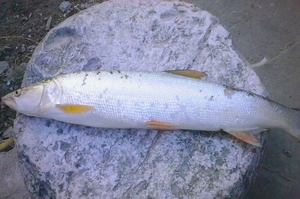 揭秘长江"水老虎"鱤鱼的神秘世界