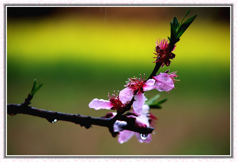 情牵桃花雨