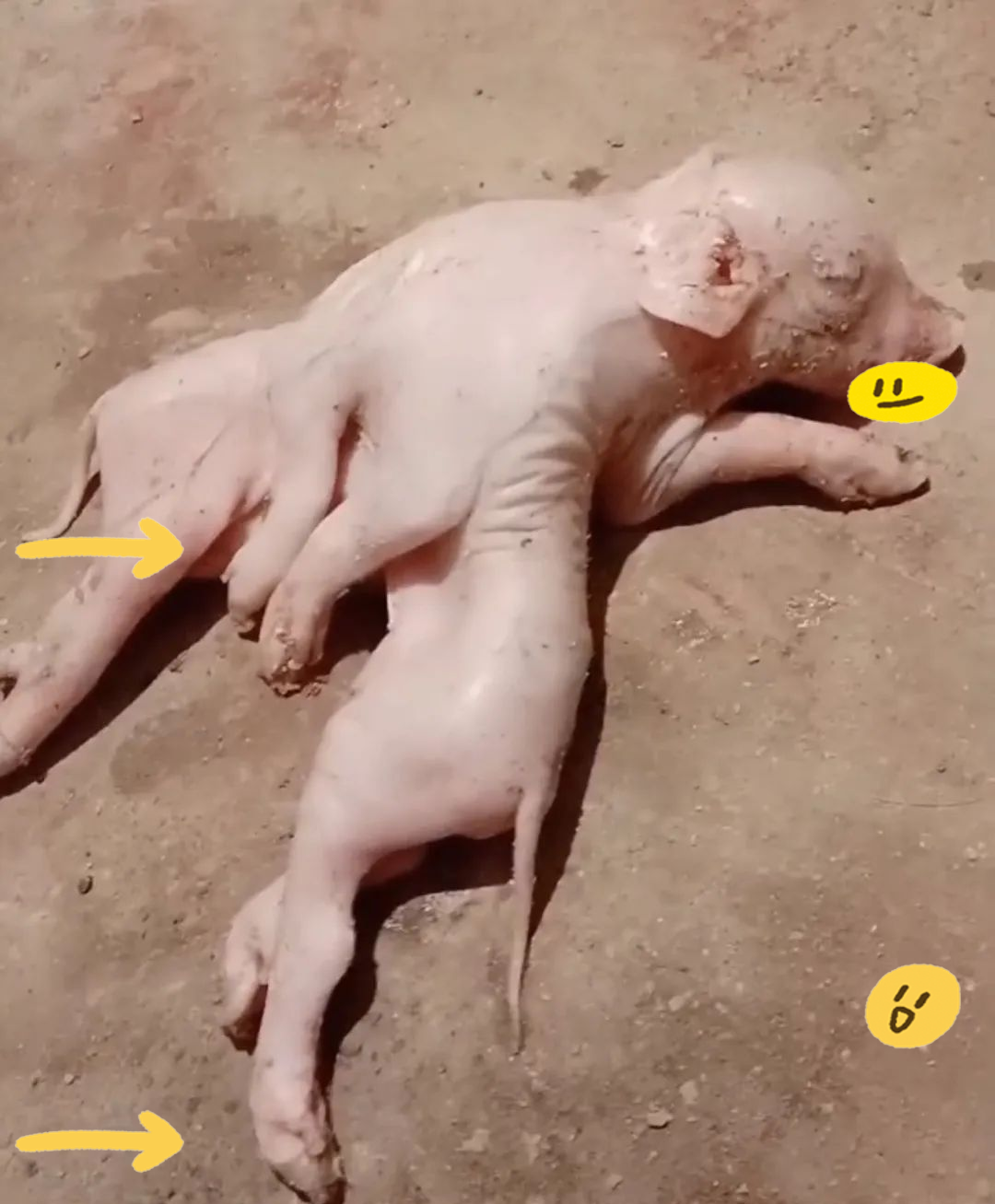 彭阳养殖户惊现奇特小猪:畸形猪崽,一头两身,竟有八条腿!