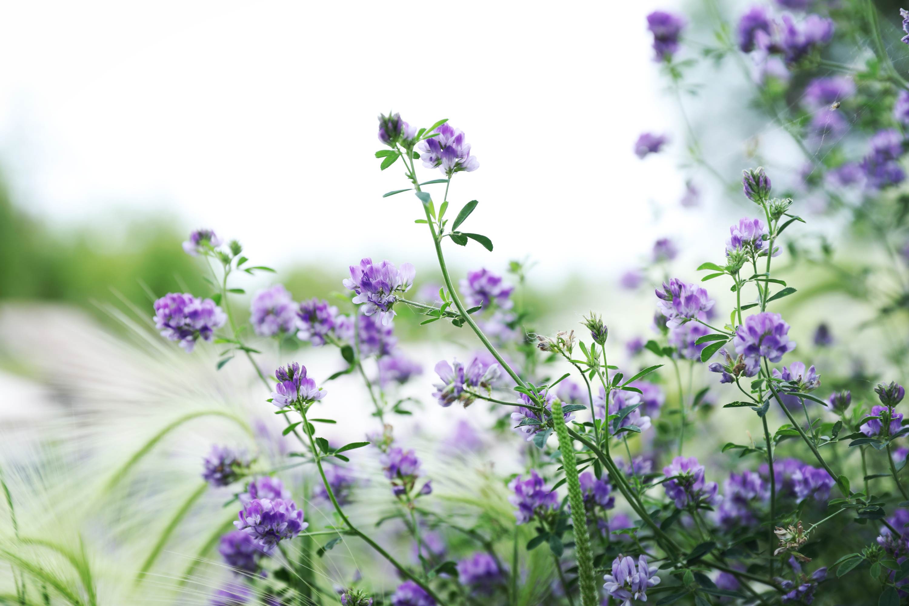 且听风吟:紫花苜蓿