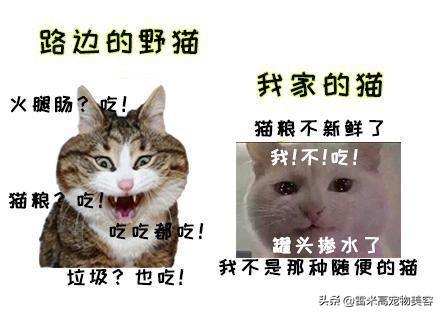 养猫前家财万贯,养猫后:谁能教我怎么用5块钱花3天?