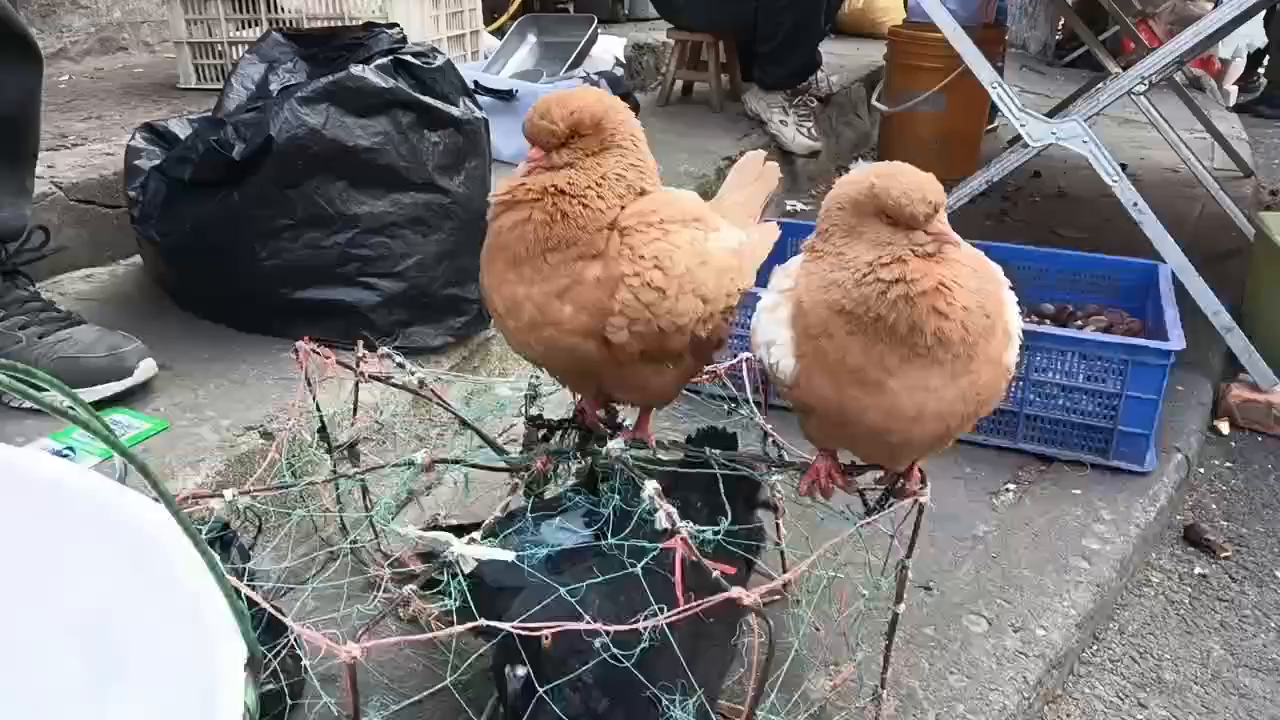 像鸡的鸽子图片