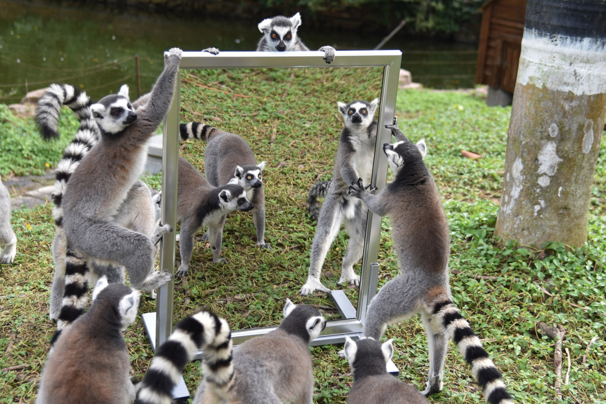 太萌了!看深圳野生动物园动物照镜子