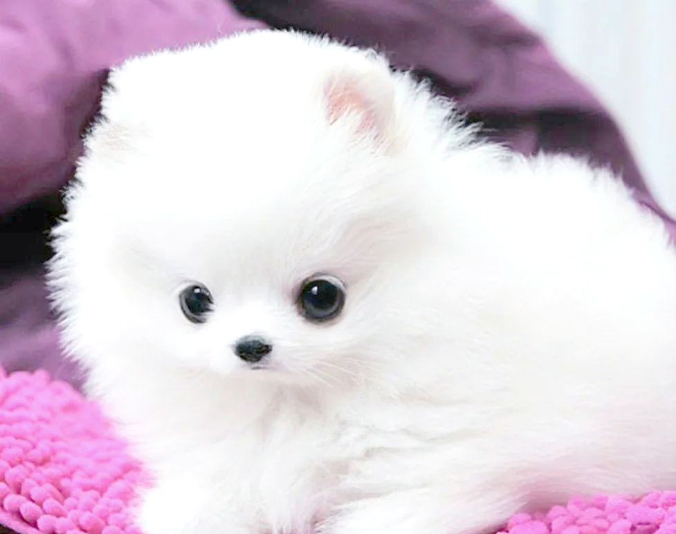 茶杯犬的真相:从起源到命运背后的思考