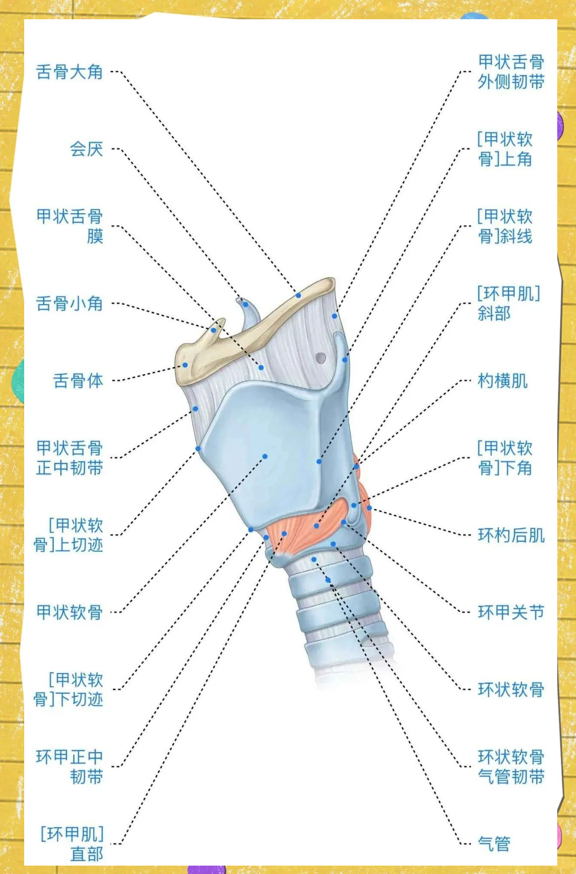 喉部详解:从软骨支架到肌肉控制的完整指南