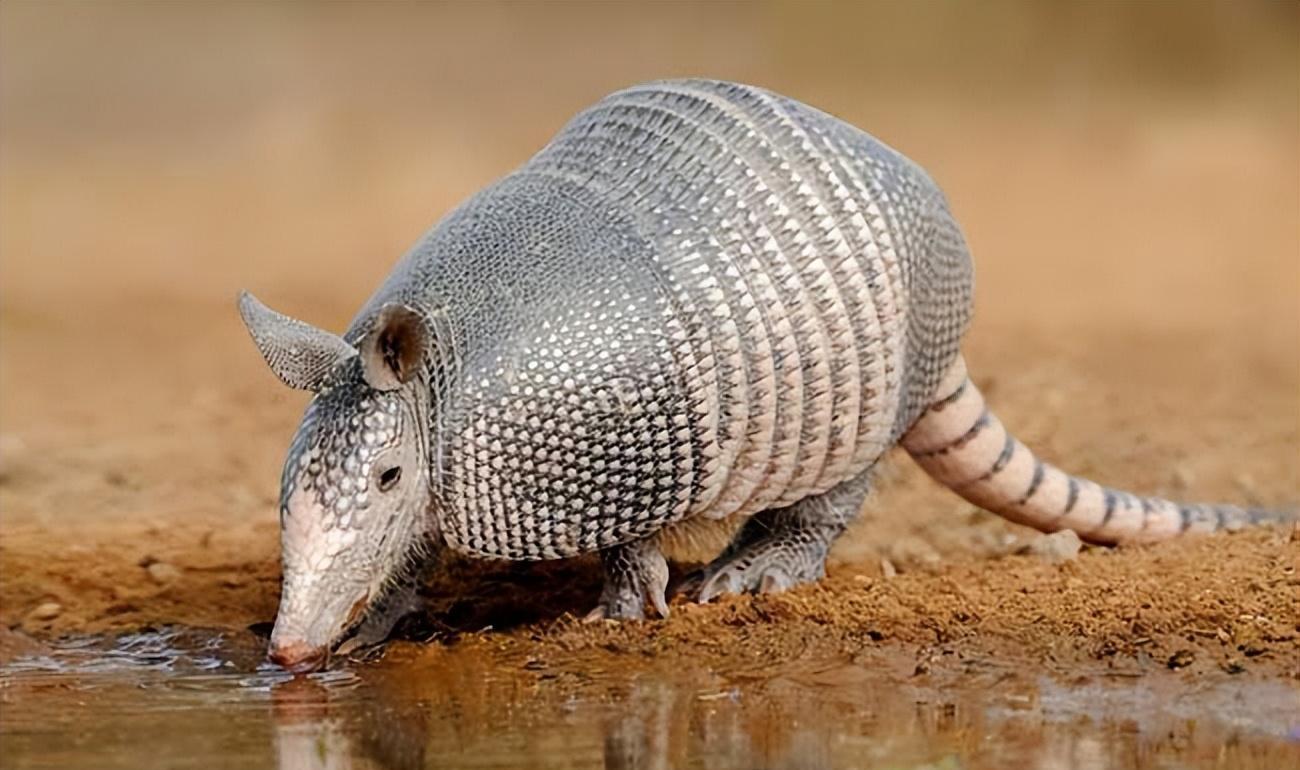 犰狳,巴西世界杯吉祥物,长相酷似穿山甲,同样遭人捕杀