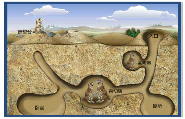 在挖掘洞穴的过程中,草原犬鼠展现出了出色的土工技能