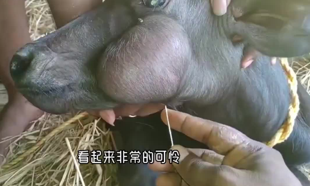 牛儿被迫"上刑",一脸生无可恋,牛:你们对我做了什么?