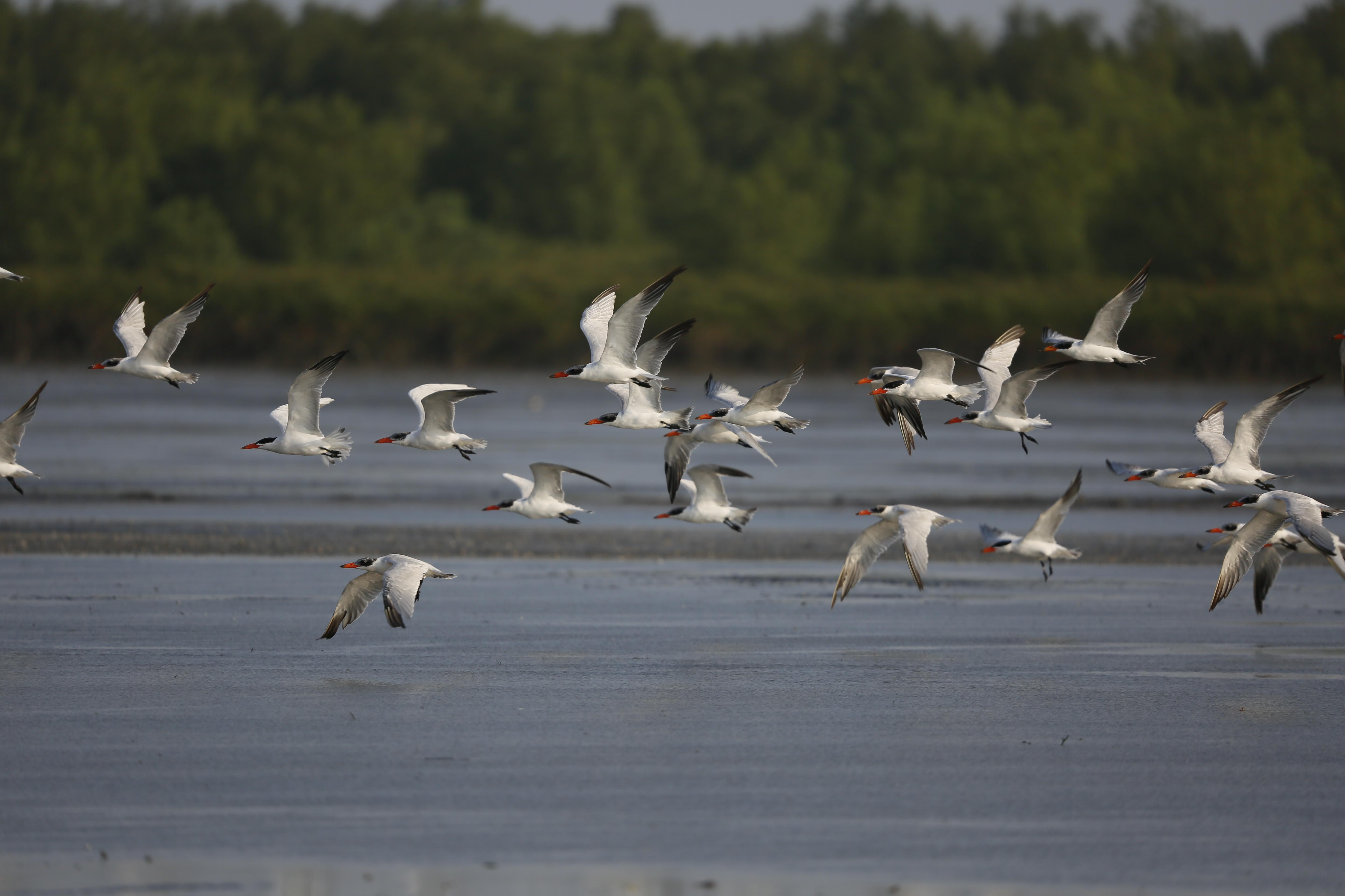 广东省林业局党组书记,局长陈俊光:守护好"国宝"红树林,高质量推进绿