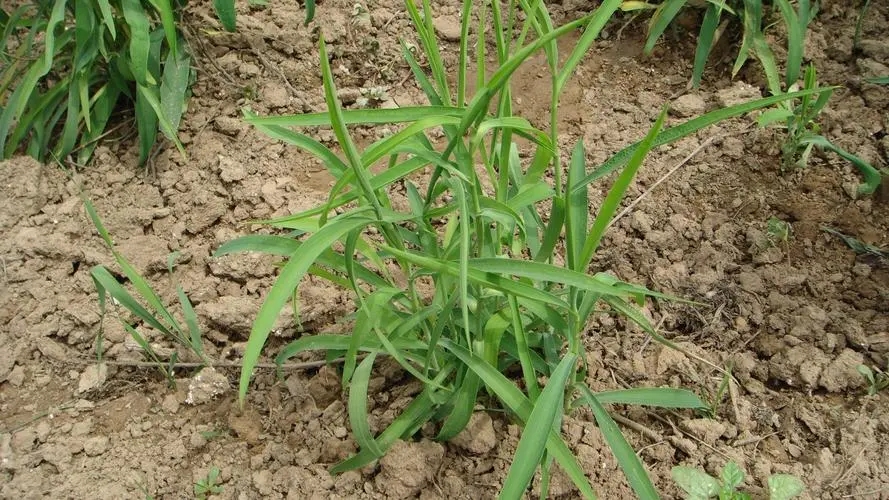 柴胡为伞形科植物柴胡或狭叶柴胡的干燥根或全草