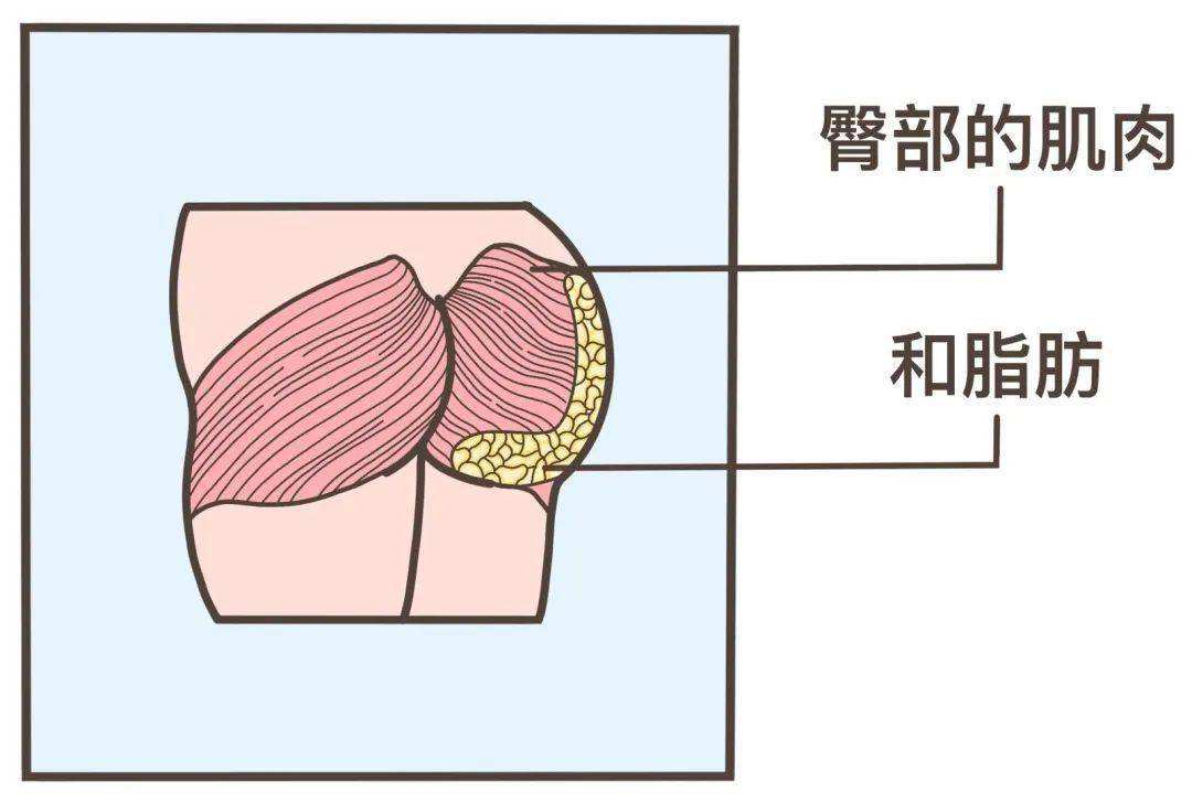 人类的屁股有多奇怪?它又是如何成为吸引力的一部分?