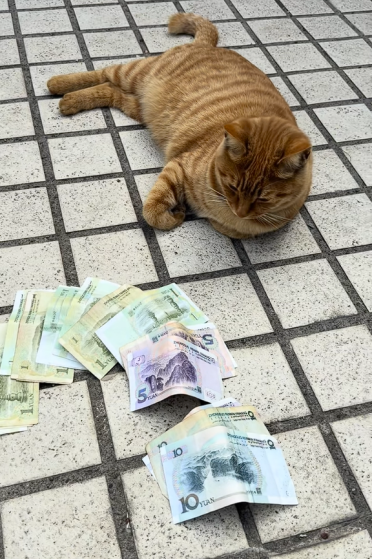90后男生上门喂猫 春节能赚16万引热议：律师提醒