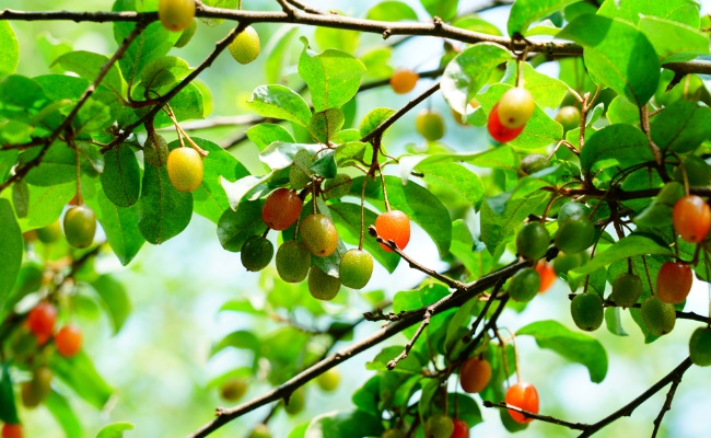 玛瑙似的果实——木半夏
