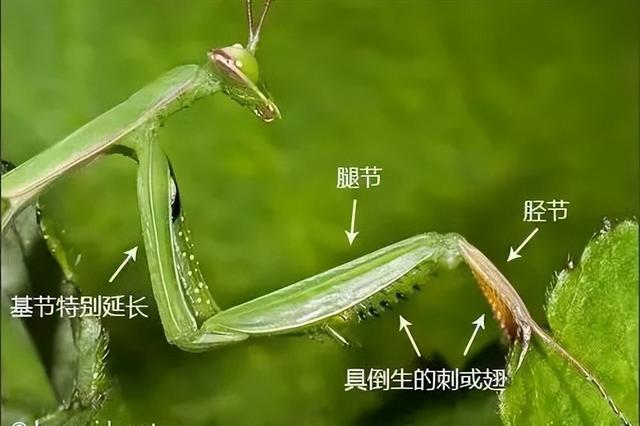 山东常见螳螂图鉴与识别