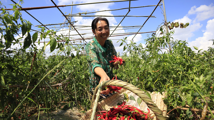 "火辣"产业别样红!贵安党武2000亩辣椒喜获丰收