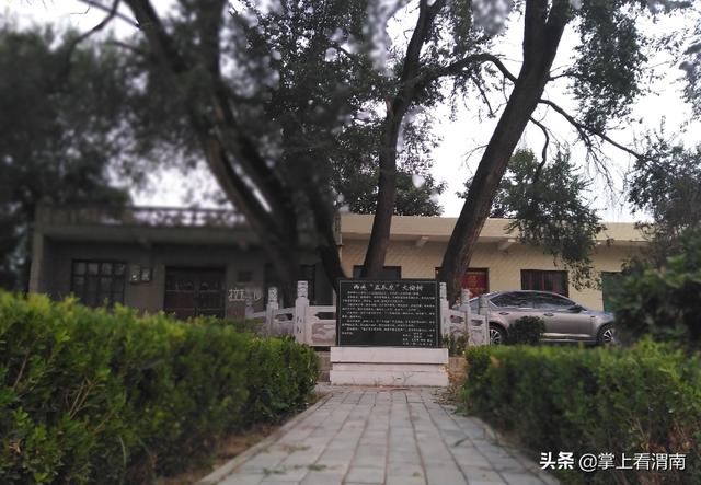 渭南故市镇120多年的老榆树竟长这样子!确实霸气