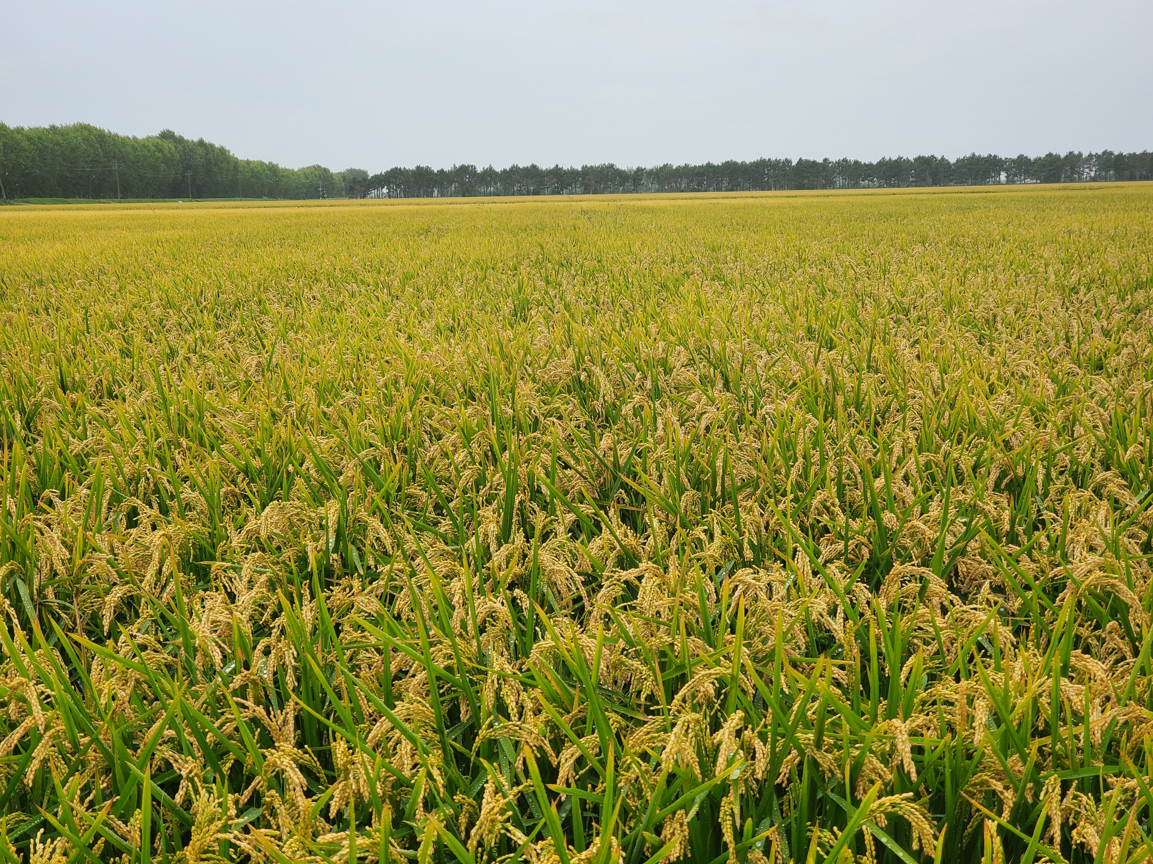 东北粳稻价格上涨,龙粳2317 高产高卖才是硬道理!