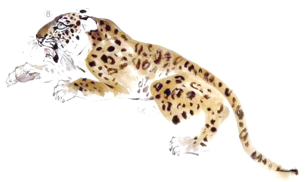 学画豹子:掌握金钱豹,雪豹等不同种类的画法