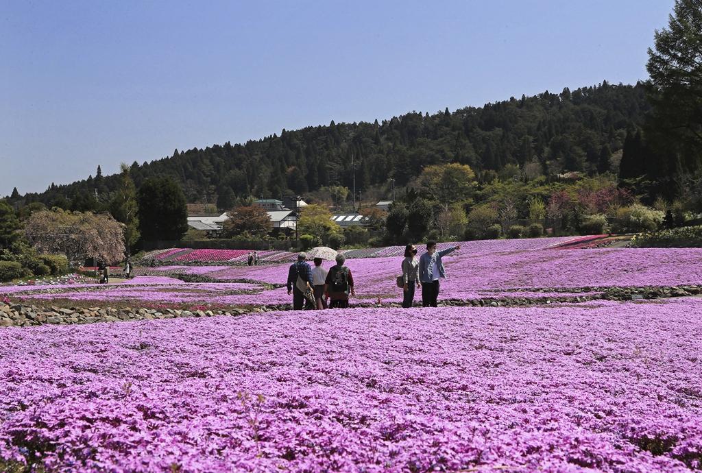 浪漫满分!日本兵库县芝樱花绽放