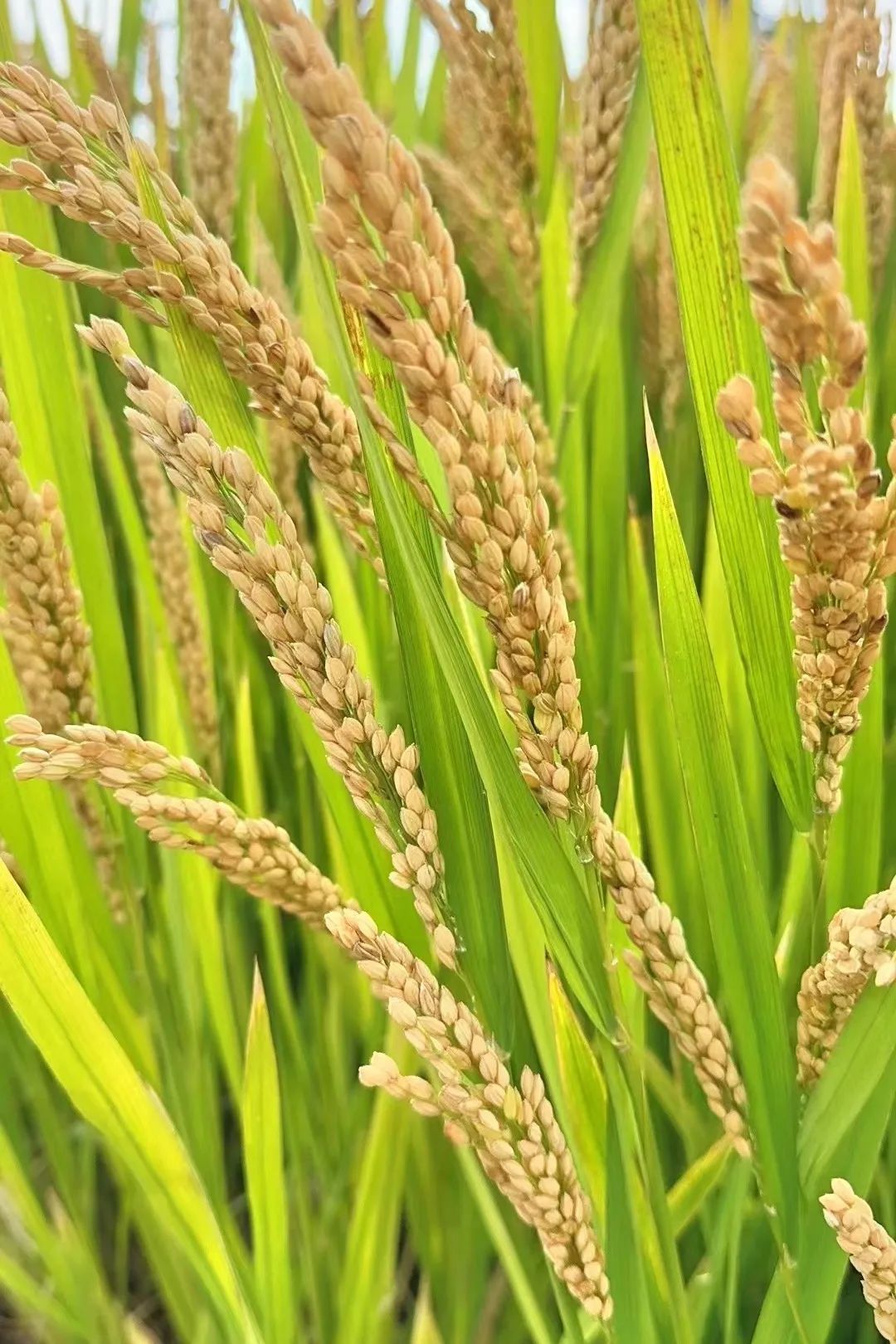 软,糯,香,甜,宝山本地大米上市啦!