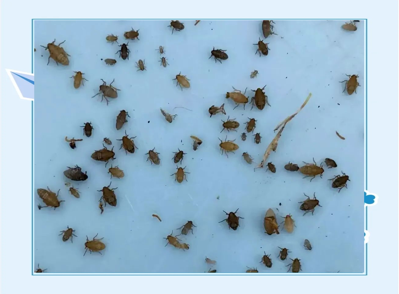 稻飞虱的多样种类与危害特征解析