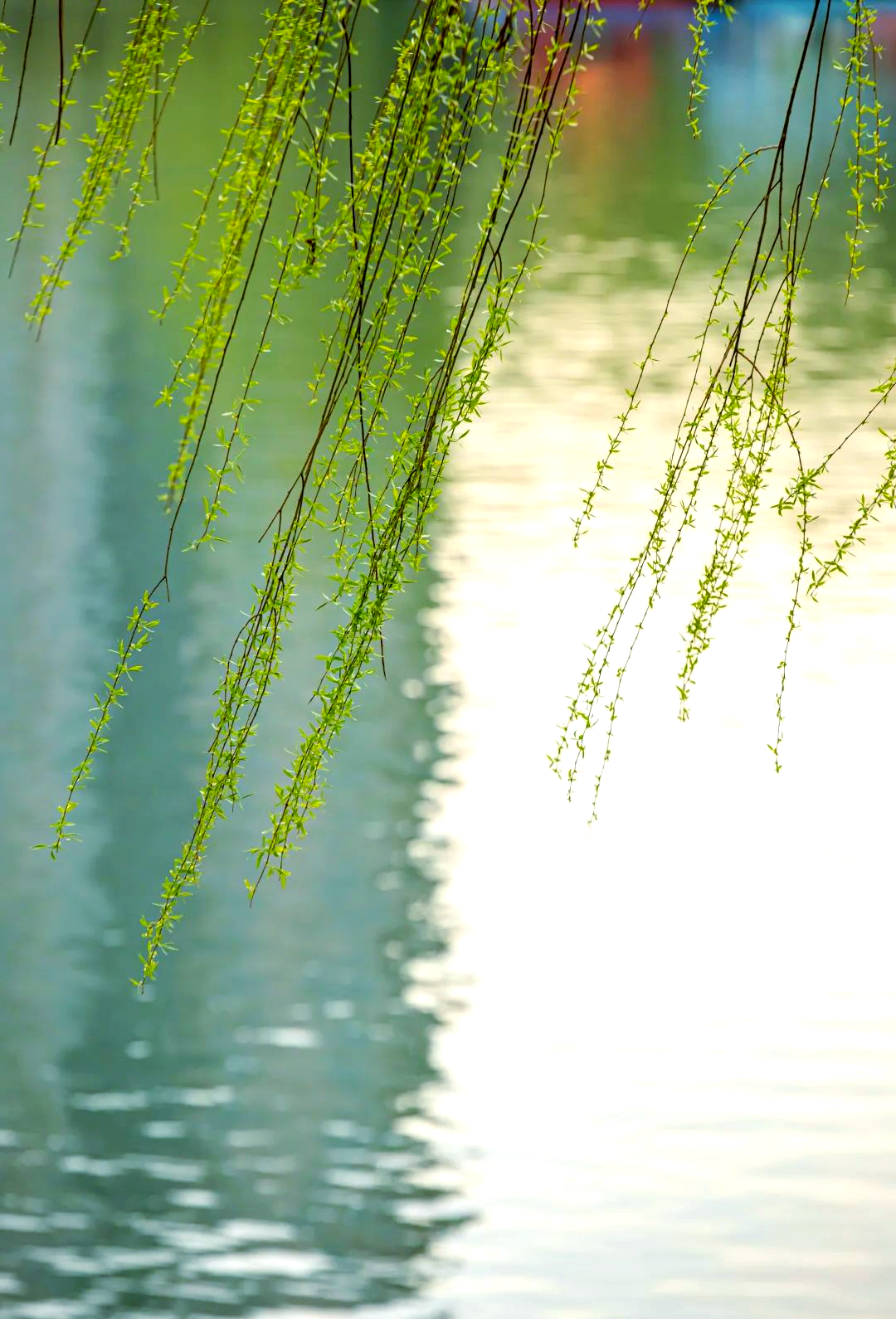 春天的柳树与人的情感交织