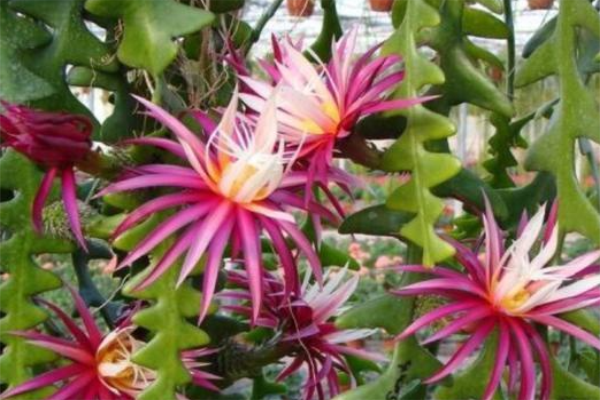 昙花最贵的品种