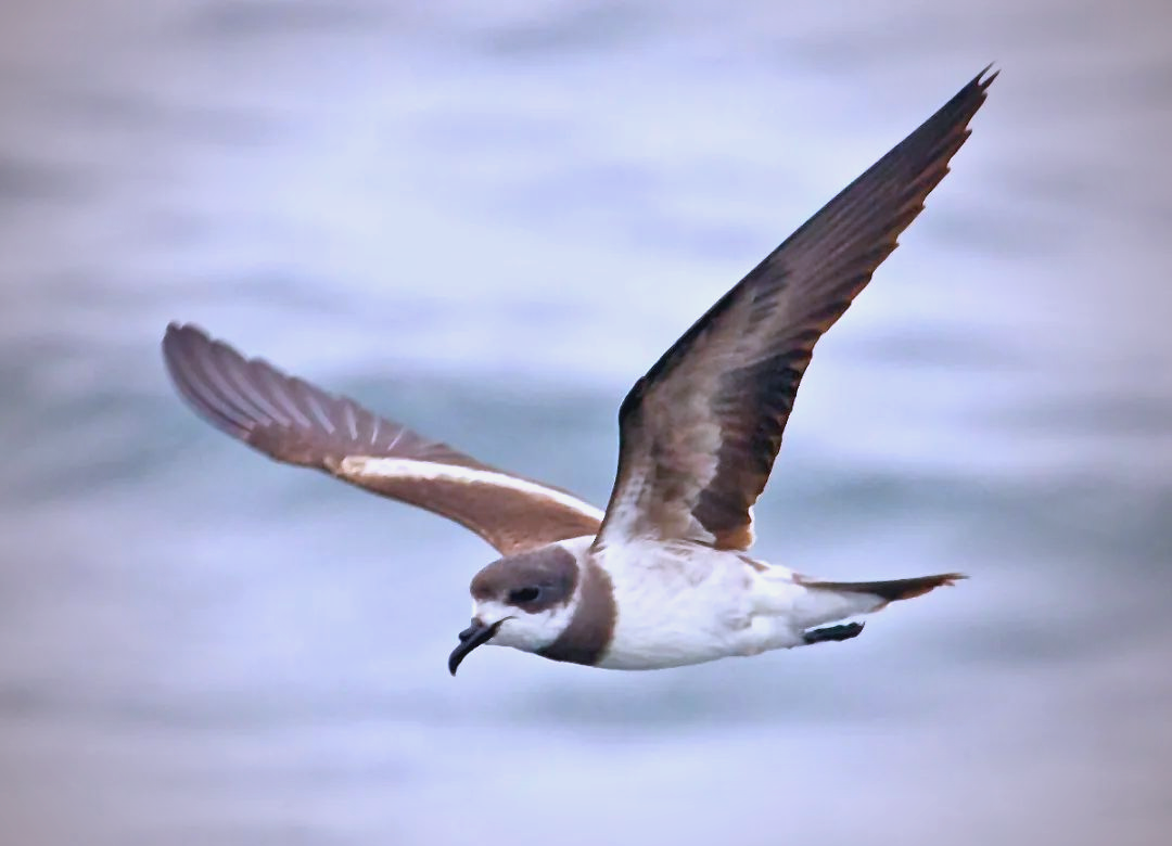 海燕科普:种类,特征与多样习性详解