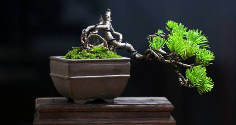 五针松盆景如何造型