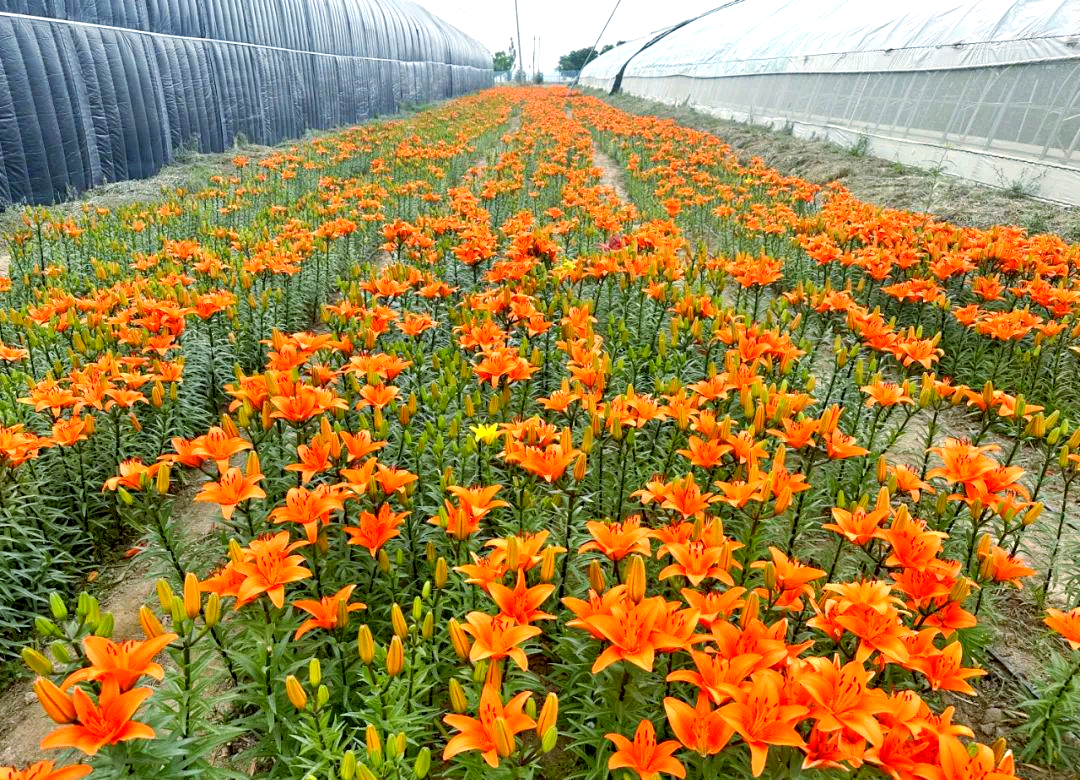 兰州新区:百合产业蓬勃发展,花卉全产业链助力乡村振兴