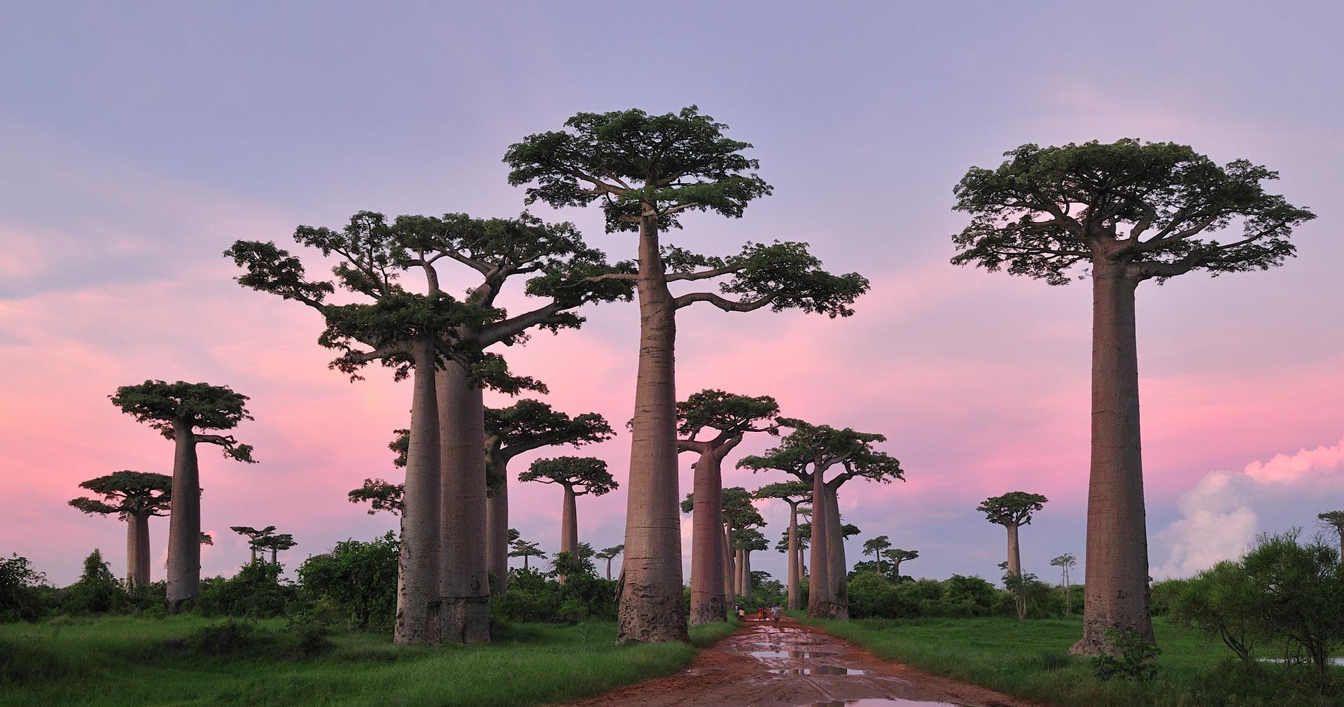 神奇猴面包树:吃喝住三宝,中国异变!