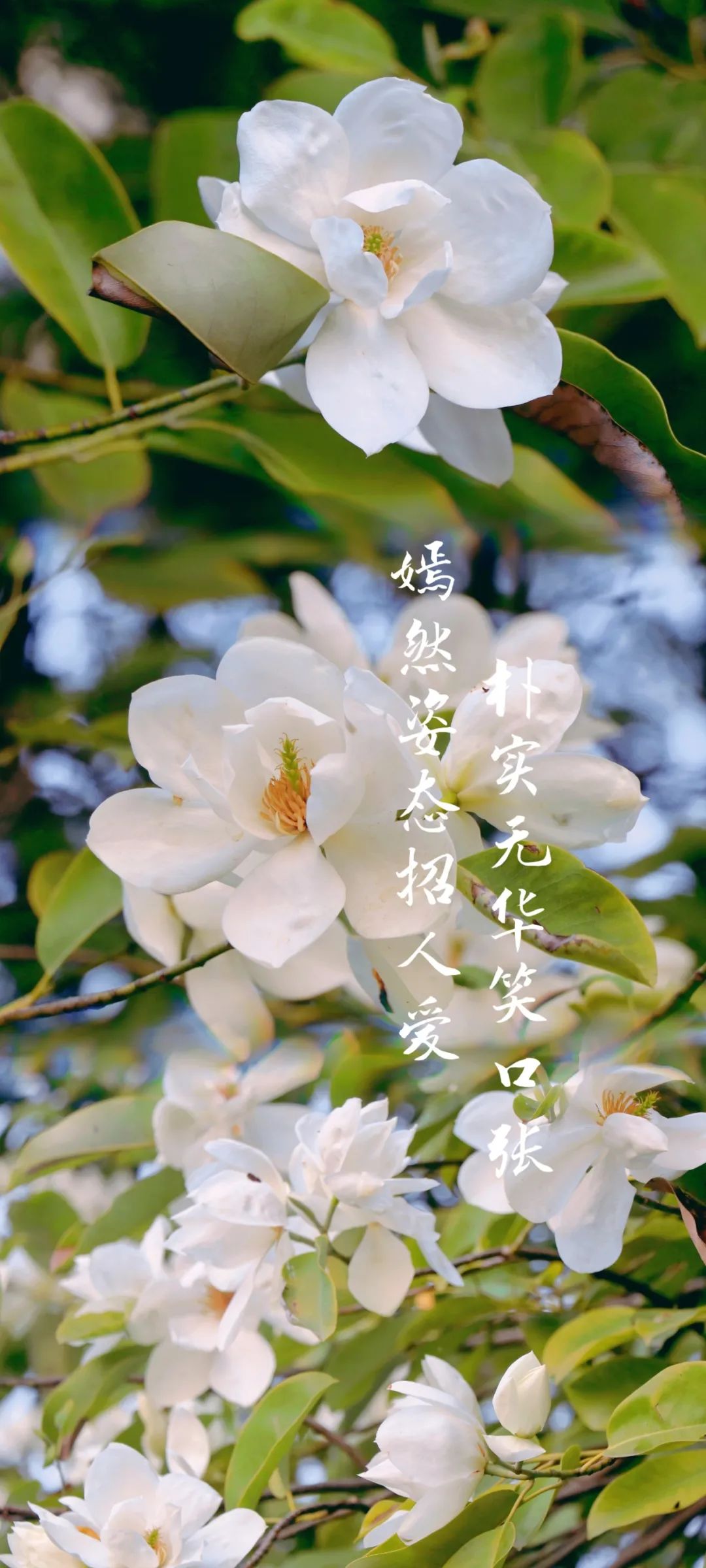 南昌大学的"花样年华"