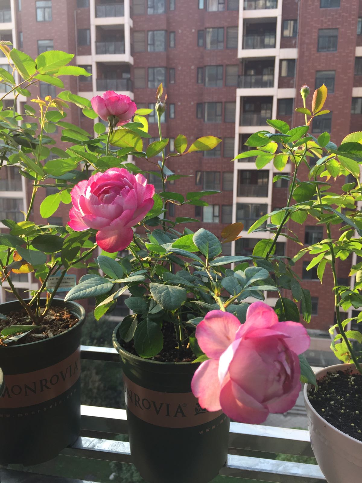 以香闻名的月季—羊脂香水,花美如芍药,芬芳馥郁,四季能赏花