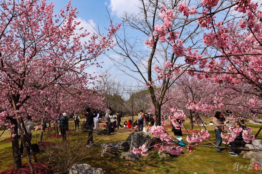 顾村公园里,有人提前为上海樱花节预热