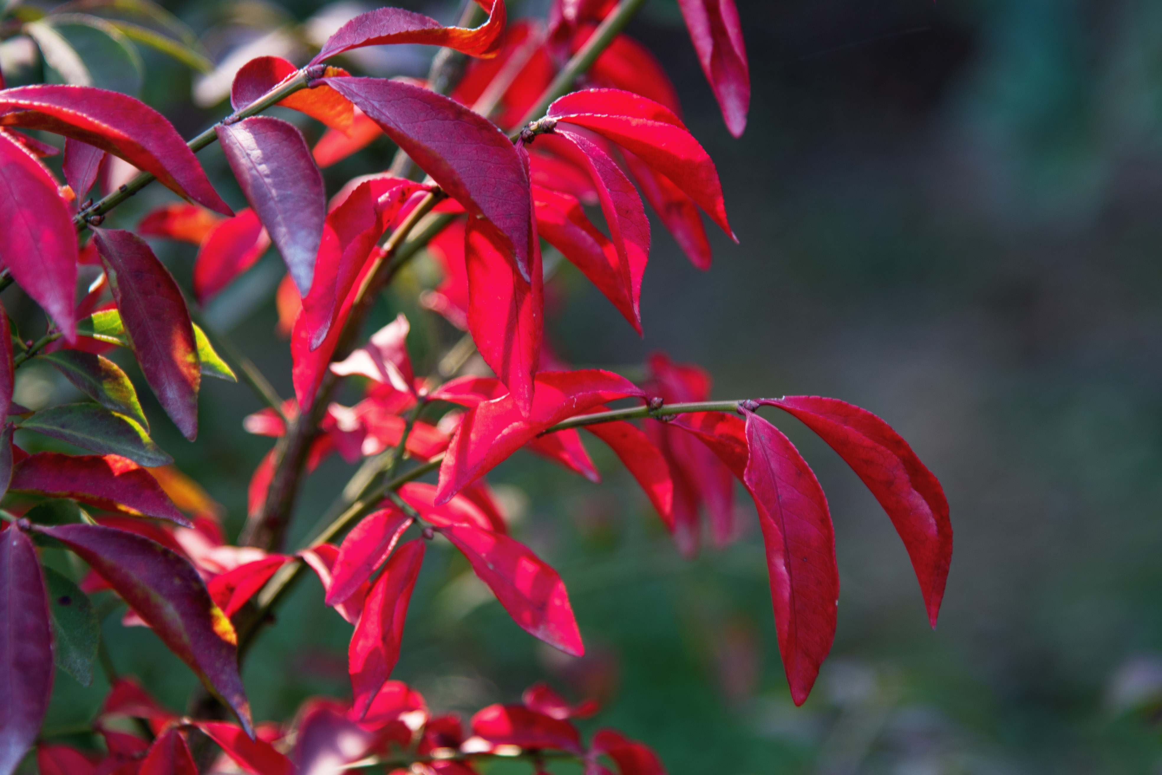 火焰卫矛——金秋那一抹热烈的红