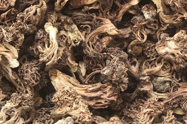 这种野生珍稀菌类,俗称"老鼠脚",市面少见,至今无法人工种植