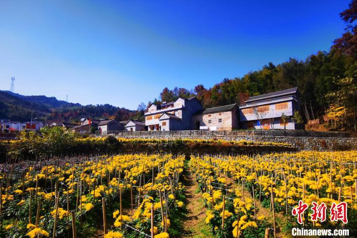 安徽金寨大湾村:茶旅融合发展拓宽小康路