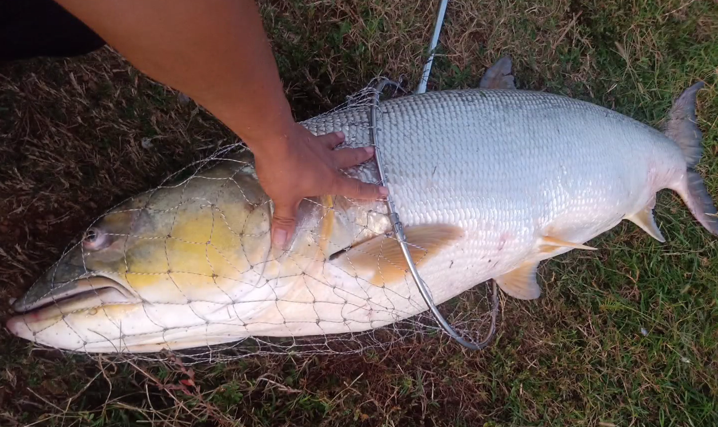 破了记录?广东小伙西江钓起"大型水老虎",几乎同人一般大