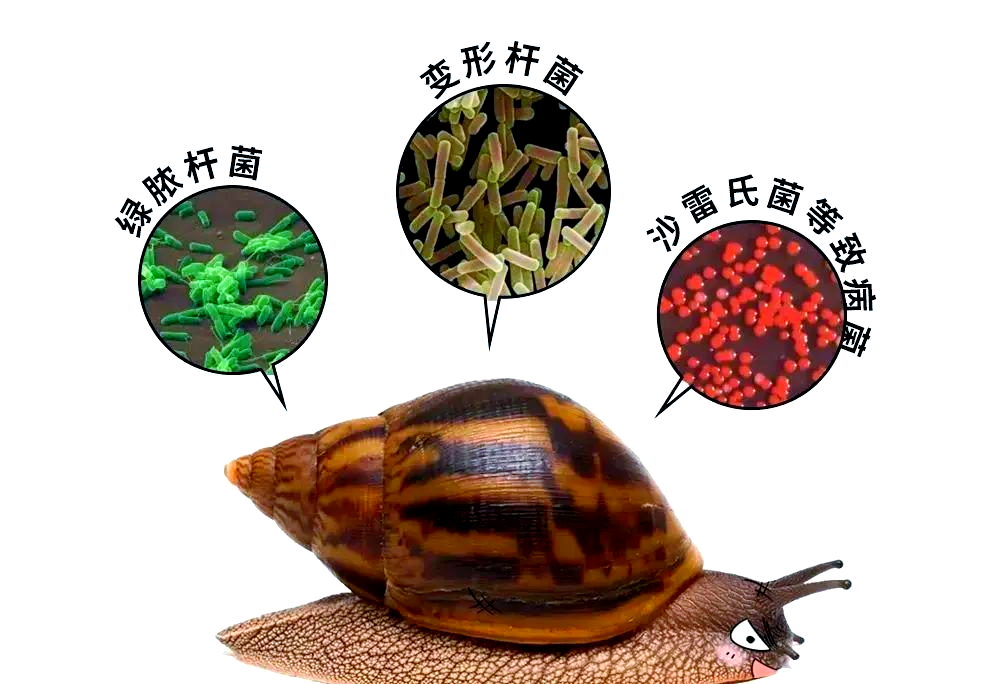 广东多地现大量蜗牛,居民需警惕寄生虫风险