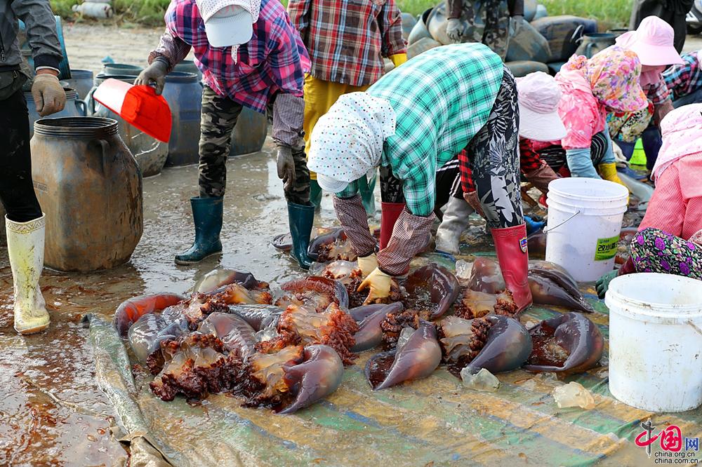 辽宁丹东:实拍东港海蜇养殖基地 大海蜇迎大丰收一网5万斤「组图」