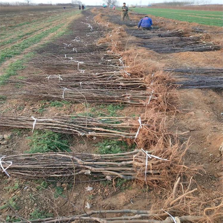 烟富10号苹果树苗介绍,晚熟全红富士苹果